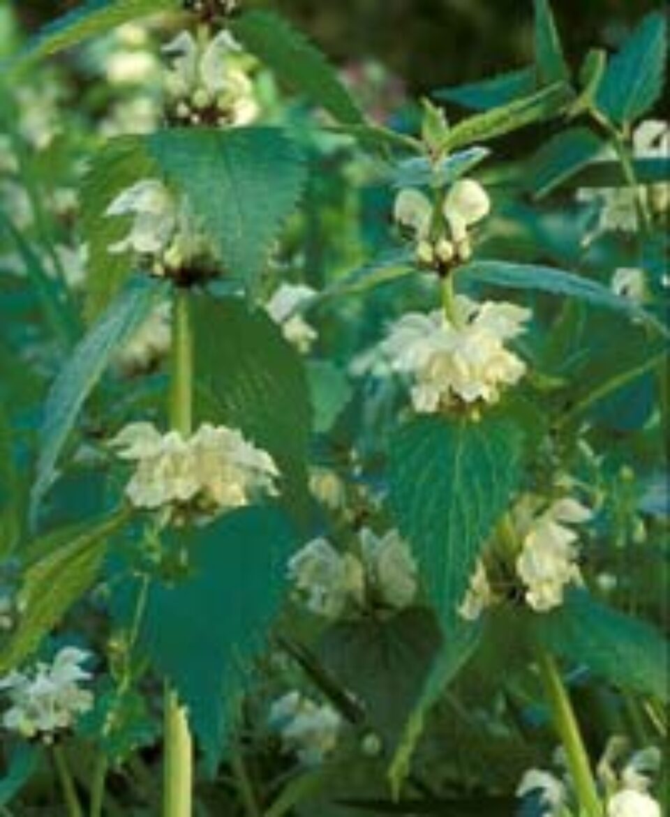 Urzica, un adevărat medicament natural pentru rinichi Urzica, un adevărat medicament natural pentru rinichi