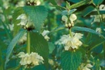 Urzica, un adevărat medicament natural pentru rinichi