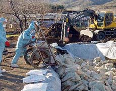 Peste 25 de confirmări de gripă aviară în țară