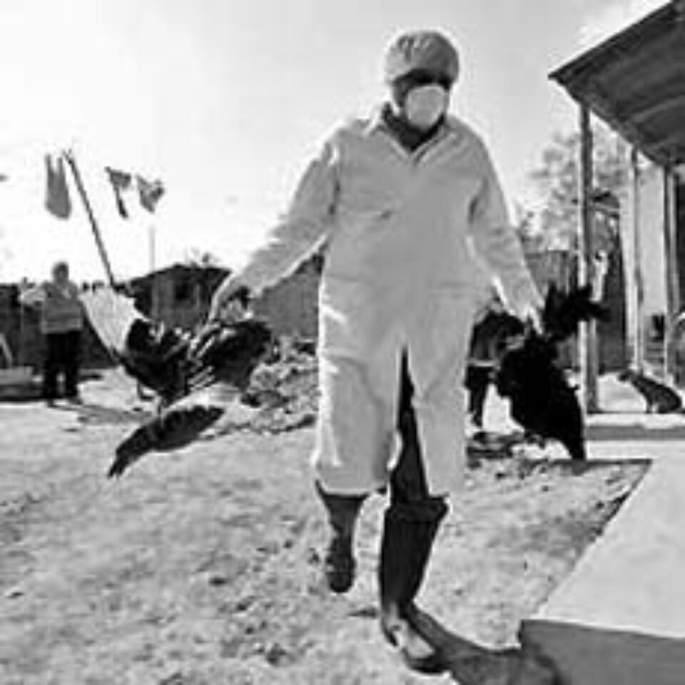 Peste 25 de confirmări de gripă aviară în țară