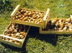 Ciupercile de Suceava, la mare căutare pe piețele internaționale