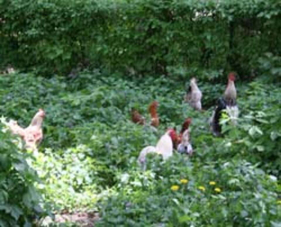 Isterie aviară în județ