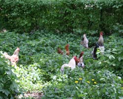 Isterie aviară în județ