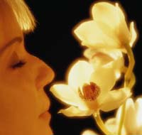 Nasul simte până la 100.000 de mirosuri