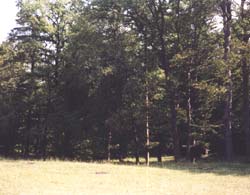 Bătaie pentru o moștenire de 250 de hectare de pădure și 50 de hectare de teren agricol