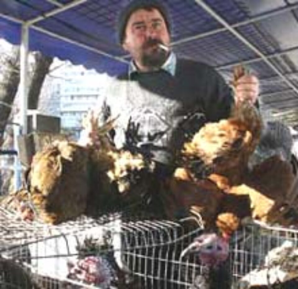 Anchetatorii cercetează 24 de persoane pentru răspândirea gripei aviare