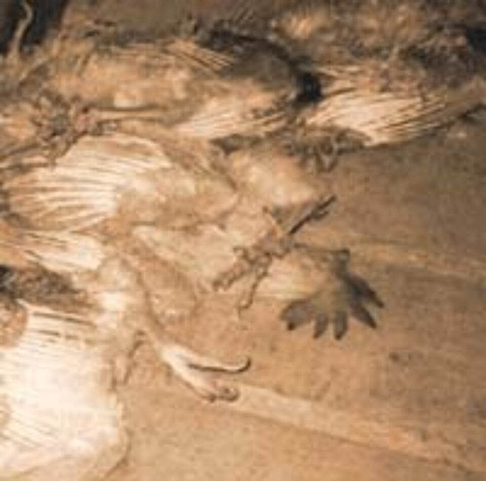 Daune de jumătate de milion de euro pentru proprietarii păsărilor ucise Daune de jumătate de milion de euro pentru proprietarii păsărilor ucise