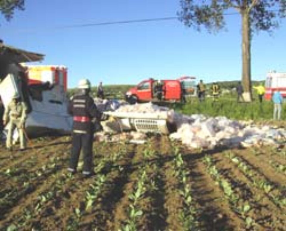 Slănină împrăștiată pe câmp