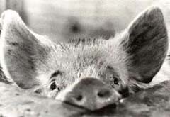 Din presa de altadata