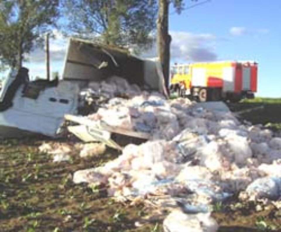 Slănină împrăștiată pe câmp