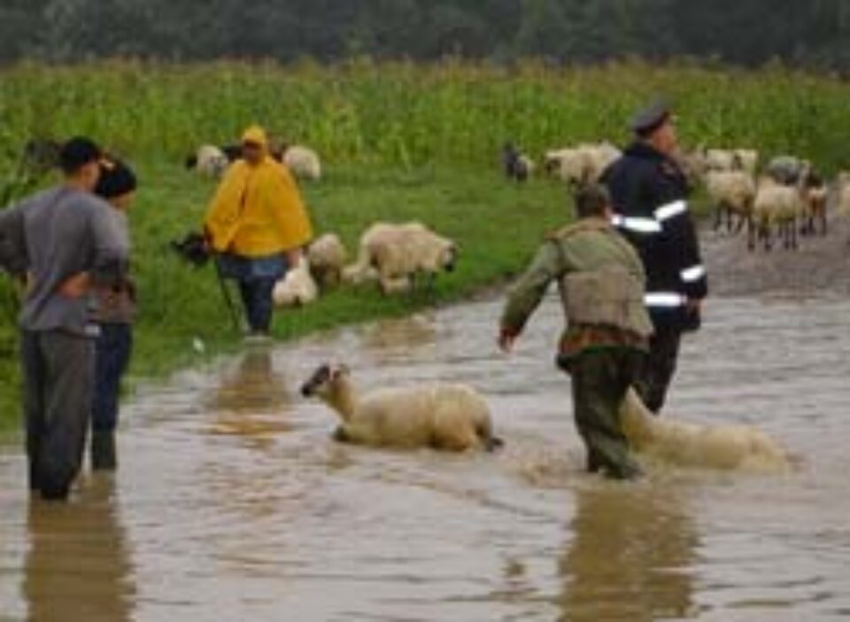 Au venit din nou puhoaiele! Au venit din nou puhoaiele!