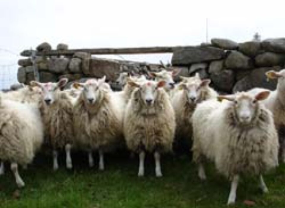 Din presa de altadata Din presa de altadata