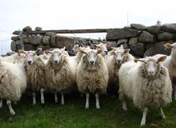 Din presa de altadata