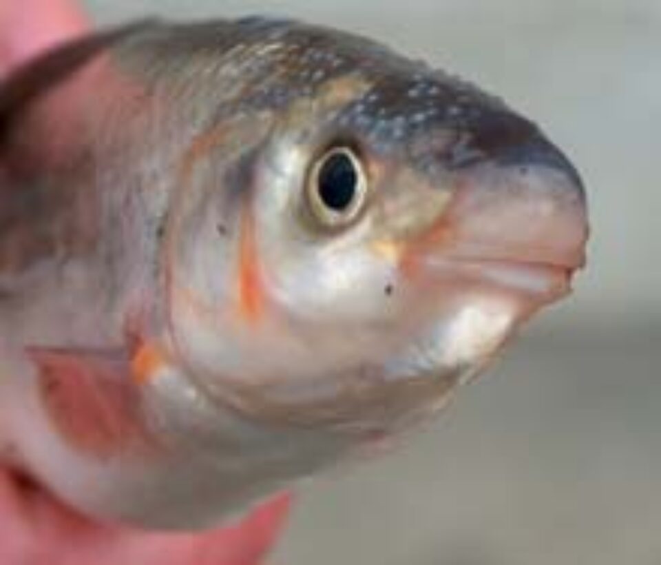 Păstrăvul riscă să dispară din apele de munte din zona Câmpulung Moldovenesc