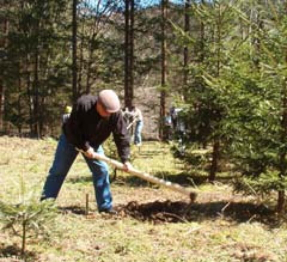 Peste 6 milioane de arbori au fost plantați anul acesta de Direcția Silvică