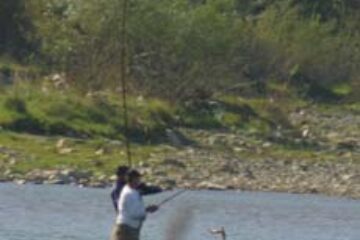 Păstrăvul riscă să dispară din apele de munte din zona Câmpulung Moldovenesc