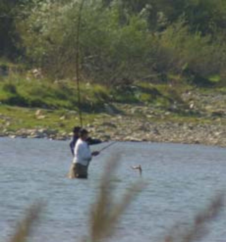 Păstrăvul riscă să dispară din apele de munte din zona Câmpulung Moldovenesc Păstrăvul riscă să dispară din apele de munte din zona Câmpulung Moldovenesc