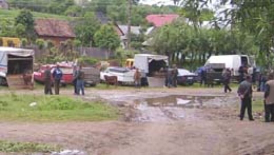 Târg de animale clandestin la Arbore, sub ochii polițiștilor