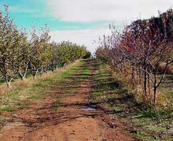 Statul acordă finanțare pentru înființarea de culturi viticole și pomicole