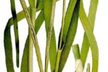 Alege iarba... de mare!