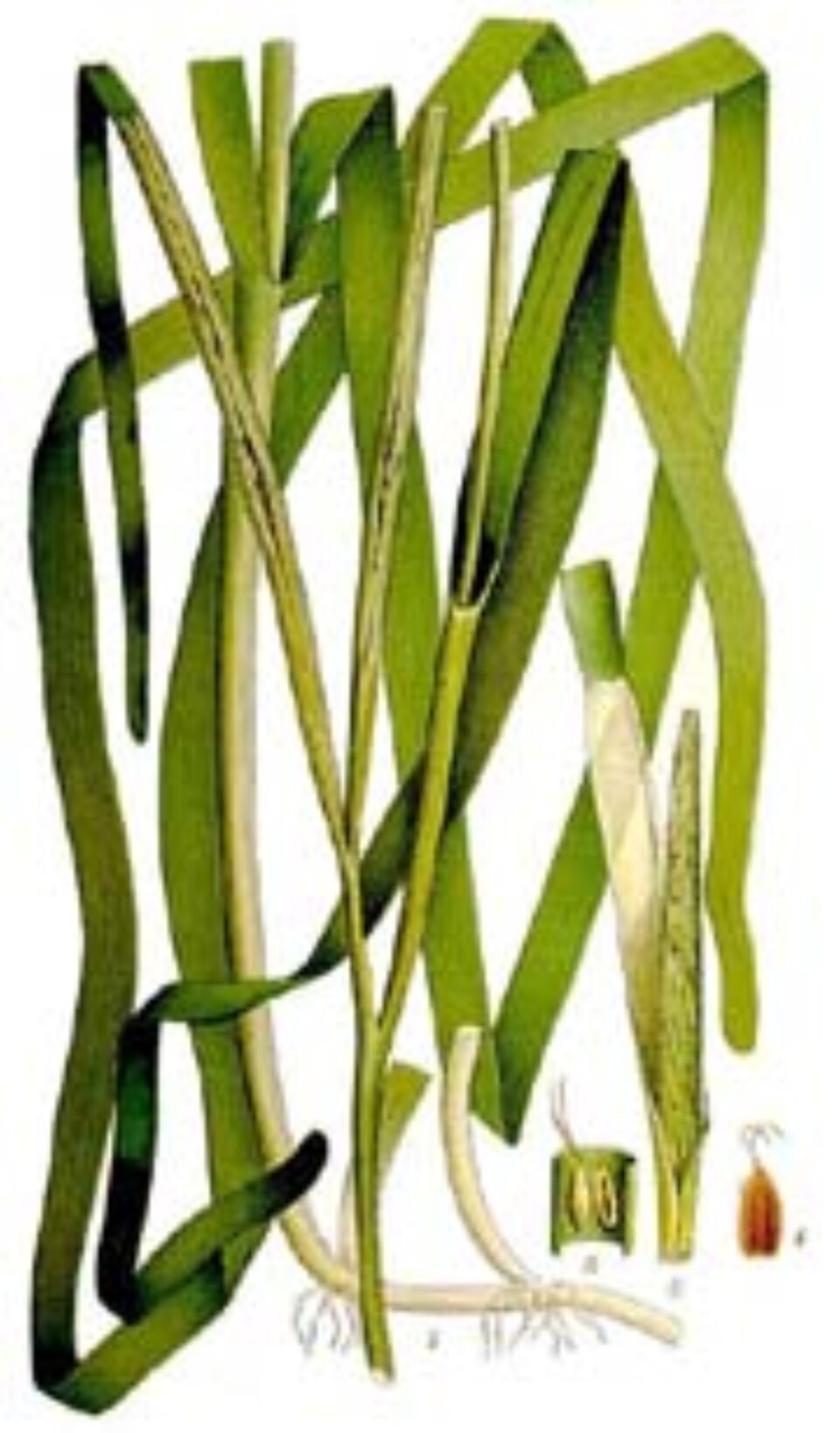 Alege iarba... de mare! Alege iarba... de mare!