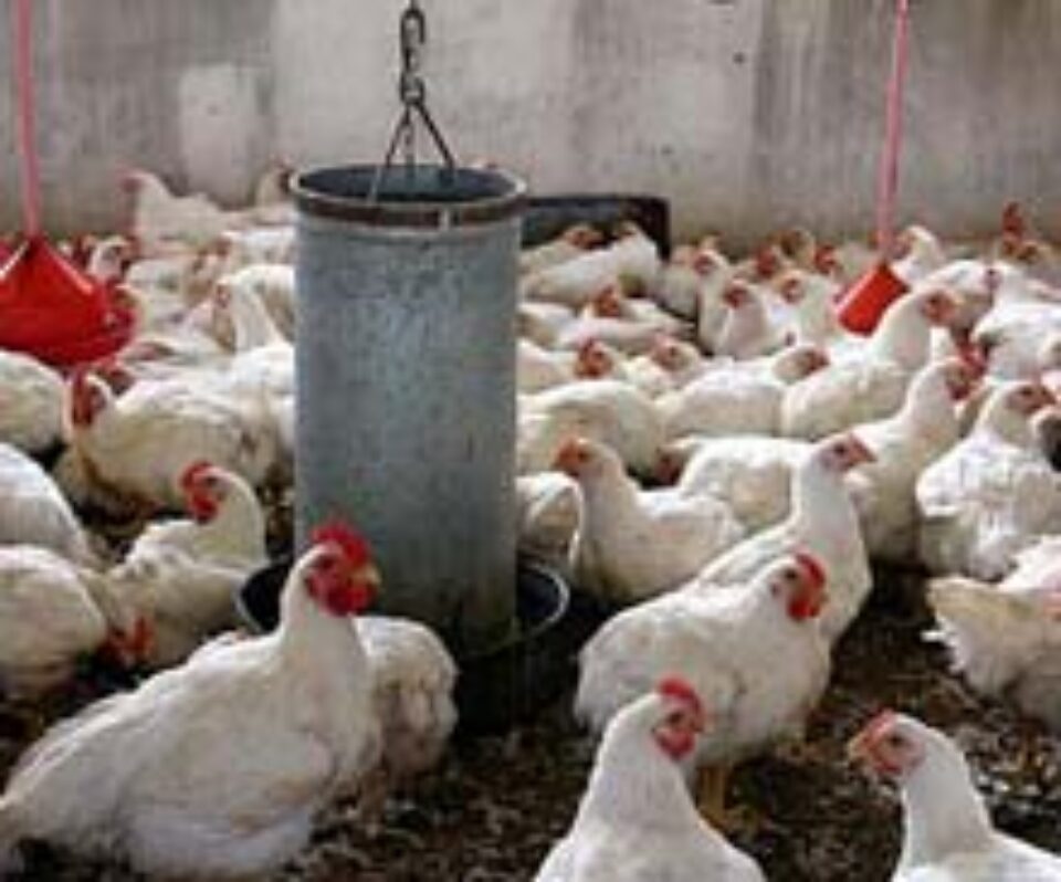 DSVSA dă undă verde vânzărilor de păsări din ferme DSVSA dă undă verde vânzărilor de păsări din ferme