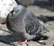 Se pot relua în județ concursurile columbofile