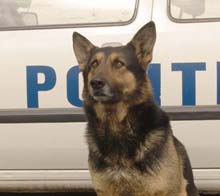 Polițiștii scot un câine lup la licitație