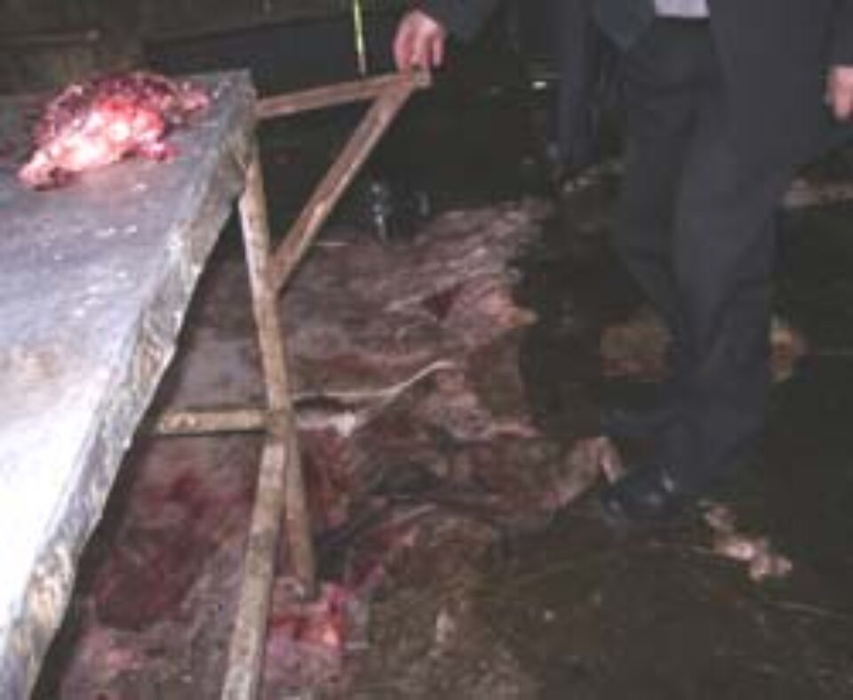 Bovine sacrificate în grajd, printre mizerii Bovine sacrificate în grajd, printre mizerii