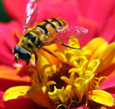 Din presa de altadata