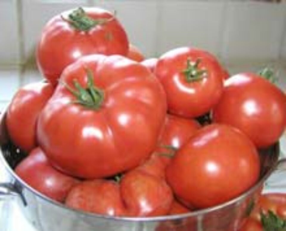 PROPRIETĂȚILE CURATIVE ALE ROȘIILOR