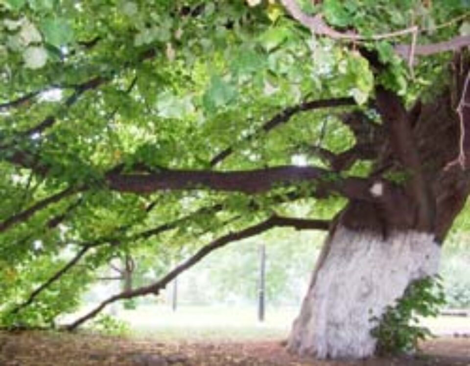 „Teiul sfânt al lui Petru Movilă” „Teiul sfânt al lui Petru Movilă”