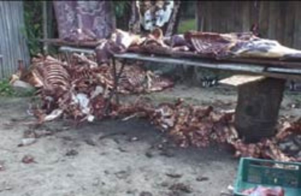 Peste 3 tone de carne de cal urmau să fie vândute drept carne de vită Peste 3 tone de carne de cal urmau să fie vândute drept carne de vită