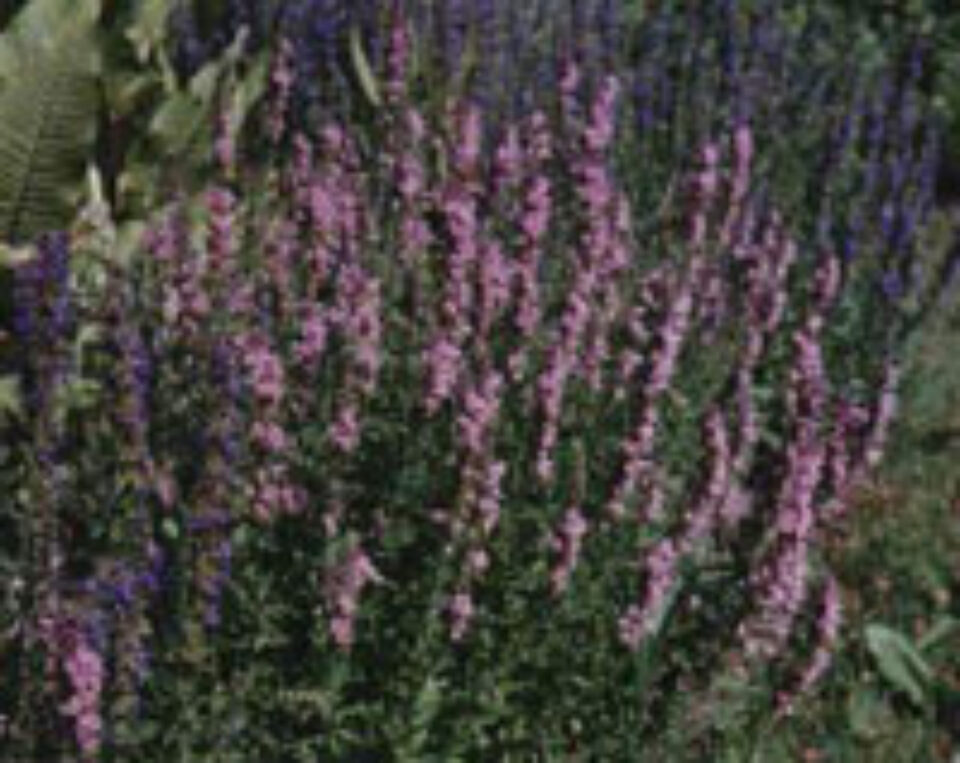 Plantele verii – Isopul