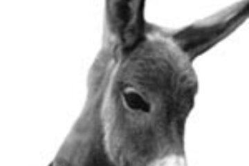 Din presa de altadata