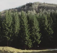 RNP a retrocedat peste 250.000 de hectare de pădure