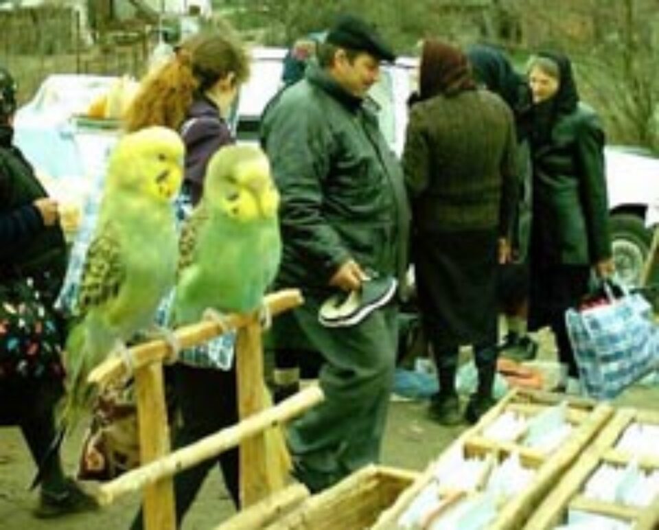 Din presa de altadata