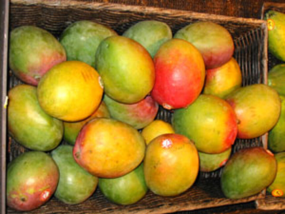 Mango, fructul misterios Mango, fructul misterios