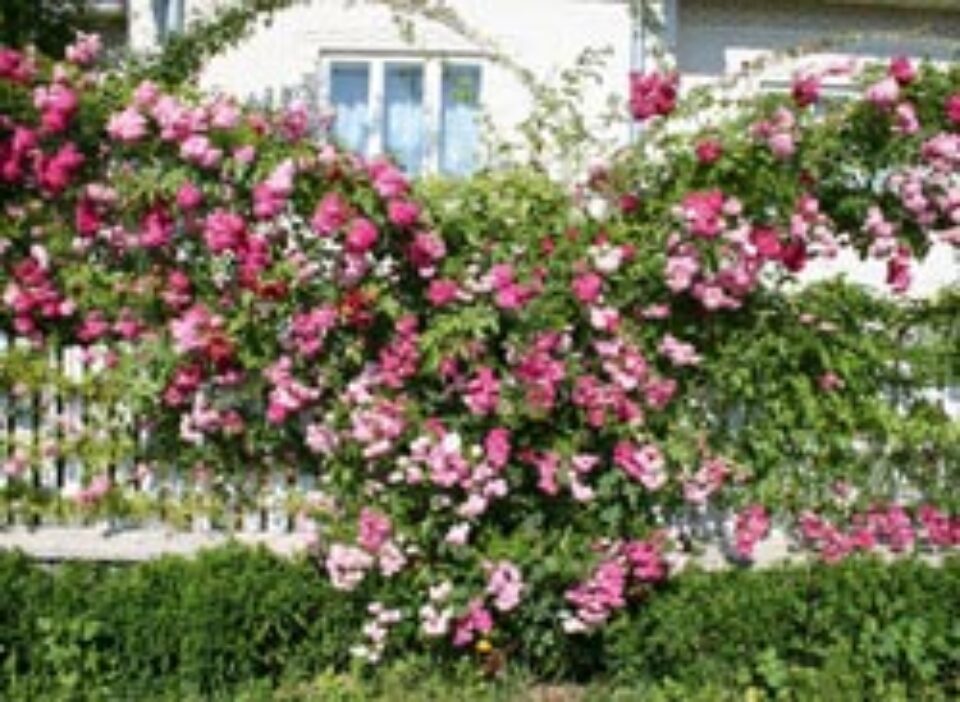 Aranjament floral Aranjament floral