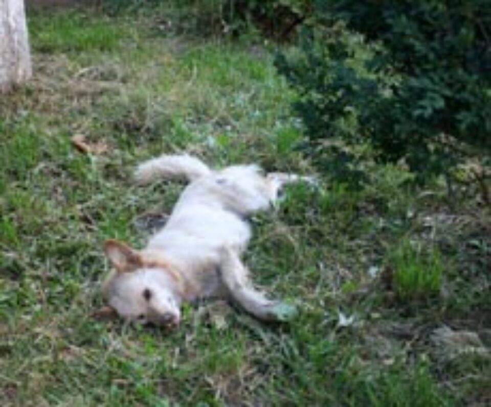 Maidanezii din Suceava, uciși cu otravă de șobolani Maidanezii din Suceava, uciși cu otravă de șobolani