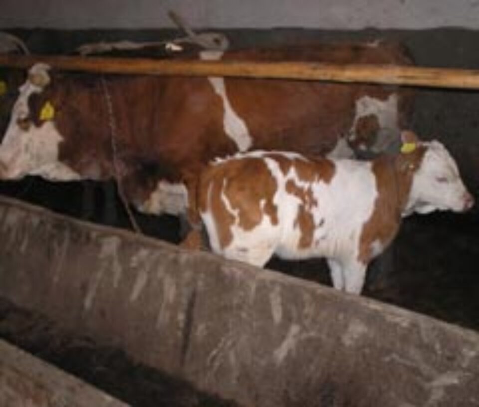 Micro ferma zootehnica de la Solca