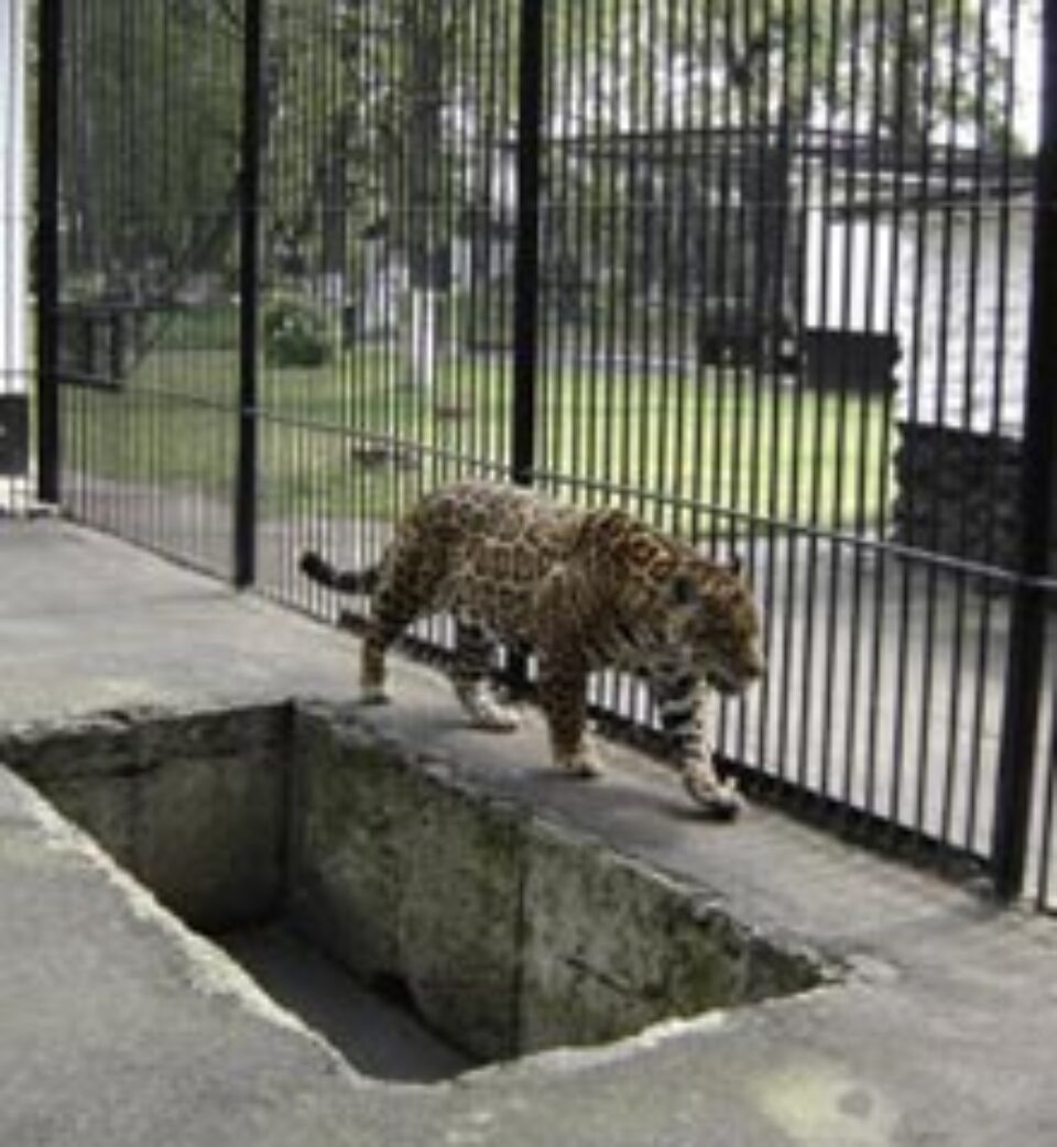 Măsuri speciale pentru „locatarii” Parcului Zoo din Rădăuți
