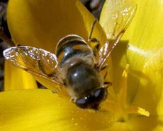 Din presa de altadata