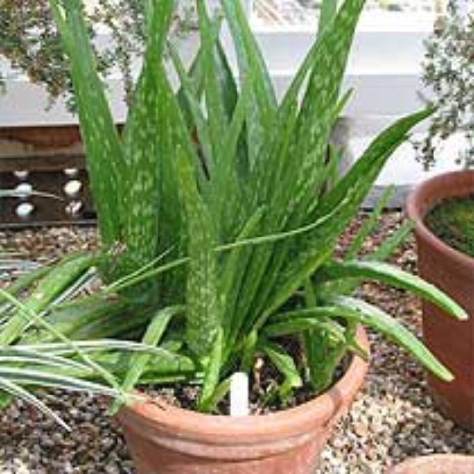 Secretele plantei Aloe Vera Secretele plantei Aloe Vera