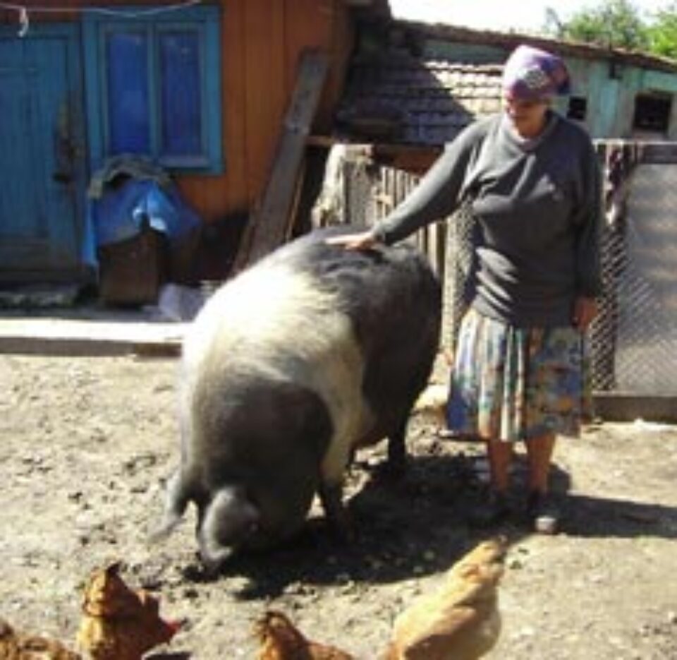 Porc gigant în Burdujeni Sat