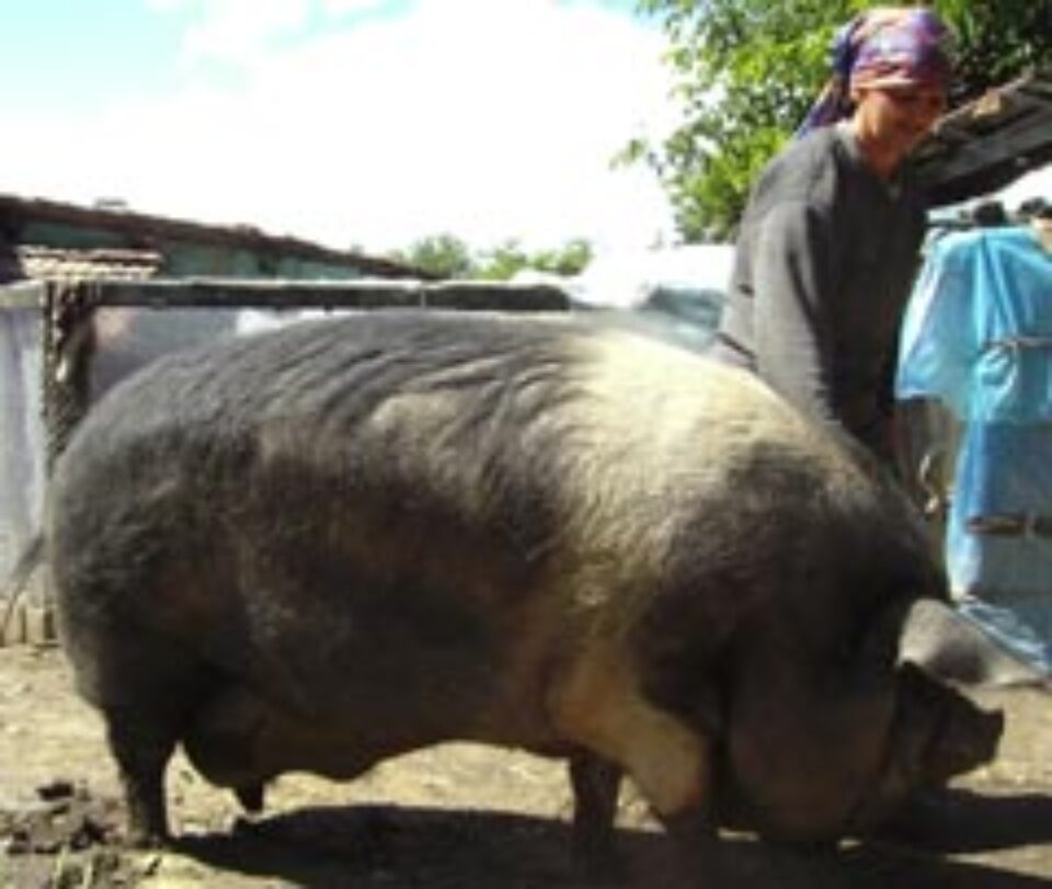 Porc gigant în Burdujeni Sat
