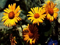 Florile verii – Arnica Florile verii – Arnica