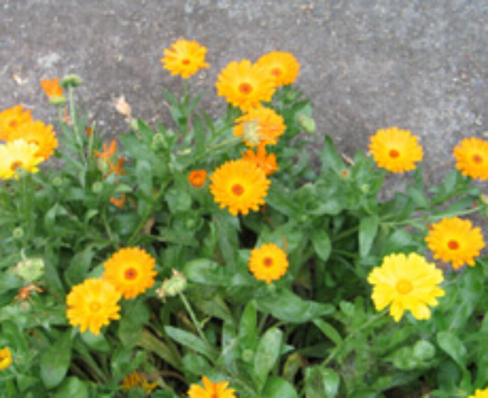 Tratament naturist cu galbenele