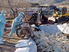 Direcțiile județene se pregătesc pentru un eventual nou val de gripă aviară