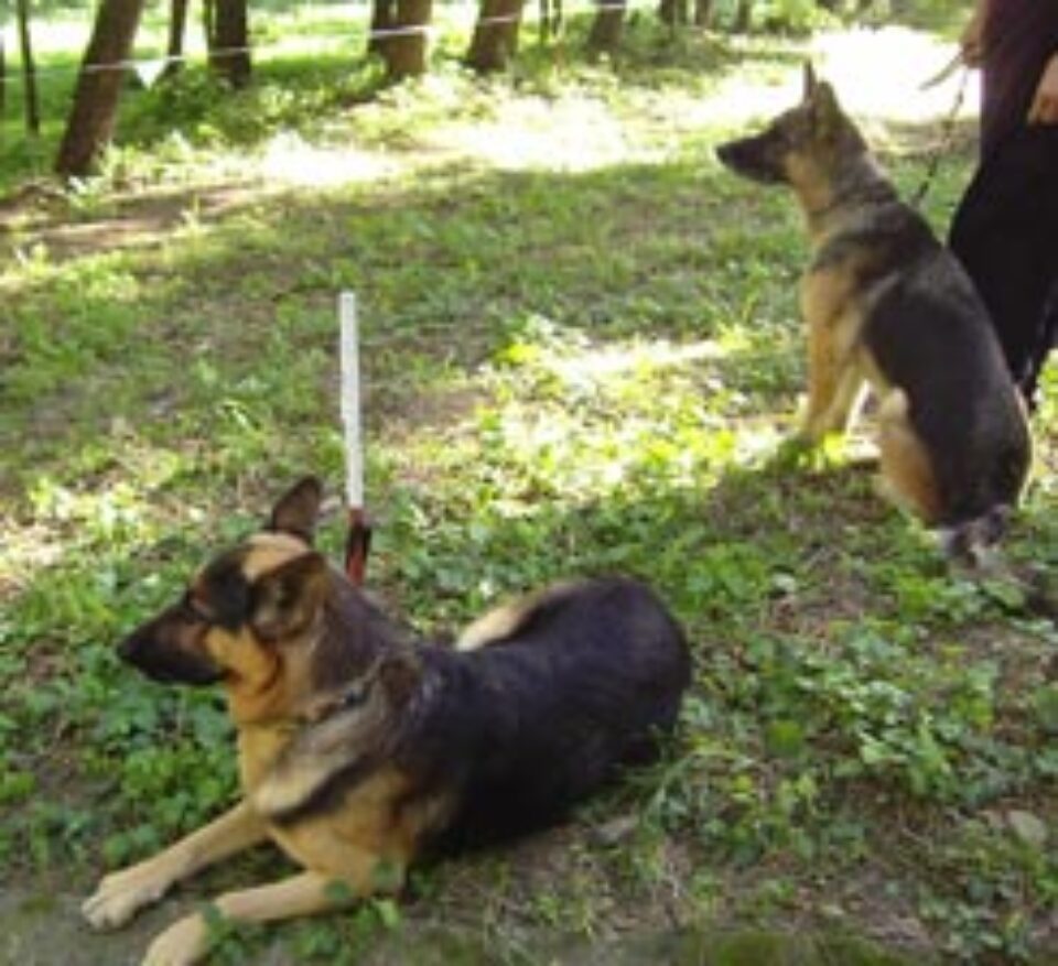 Jandarmii patrupezi, spaima hoților de noapte